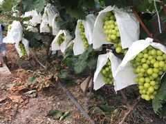 -马陆小张葡萄园农家乐