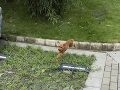 -伟伟宠物医院·CT影像中心·瑞派犬猫综合性门诊(汉口总院)