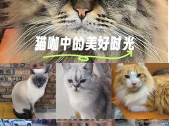 -豆逗聊愈猫阁Easy Life