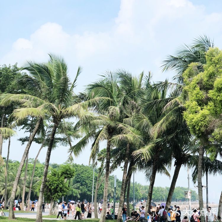 深圳旅游攻略 | 畅享惬意的红树林之旅🌴