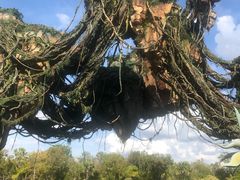 -奥兰多迪士尼动物王国乐园