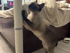 -艾贝尔宠物医院·狂犬免疫点(江山金象城店)