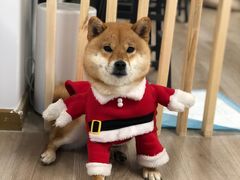 -柴迷FANS CLUB·柴犬狗咖·猫咖