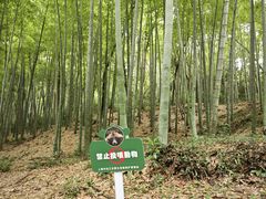 -上海佘山国家森林公园天马山园