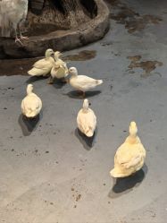 -Zoolung Zoolung动物主题公园(海信广场店)