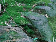 -上海佘山国家森林公园天马山园