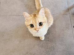 -飞行喵MR PILOT|猫舍·猫咖(静安大融城店)