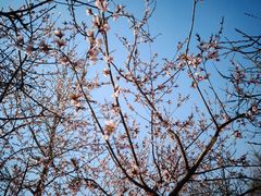 -桃花堤公园
