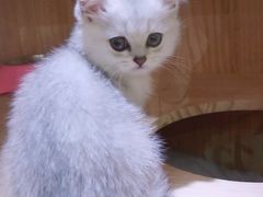 -关爱宠物医院·猫科中心·消化科(滨湖万达分院)