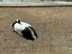 -盐城丹顶鹤湿地生态旅游区
