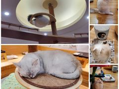 -滚猫咖啡·猫咖·猫友好撸猫(未来城店)