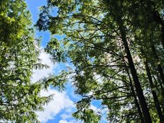 -山王坪喀斯特国家生态公园