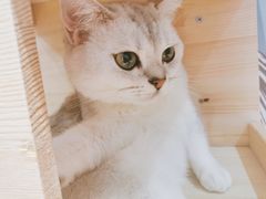 -滚猫咖啡·猫咖·猫友好撸猫(未来城店)