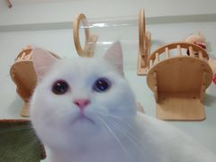 -MOYOYO猫咪咖啡店