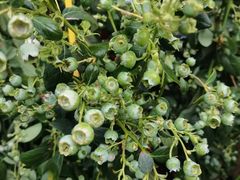 -桂林市花鸟市场