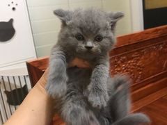 -宠爱多约克夏马尔济斯泰迪小型犬专卖