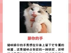-lincat·猫舍(广州店)