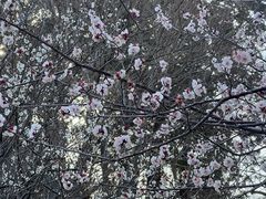 -井之头恩赐公园