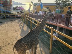 -西霞口神雕山野生动物世界