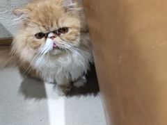 -藏猫猫咖啡主题馆(中央大道店)
