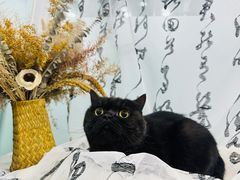 -爱洗澡的猫(望京店)