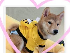 -逗柴咖啡屋·狗咖猫咖宠物桌游