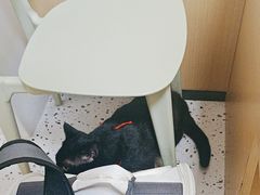 -瑞派康怡24h宠物医院·犬猫医疗中心·微创绝育(瑞景分院)