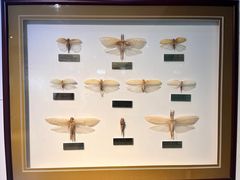 -上海昆虫博物馆