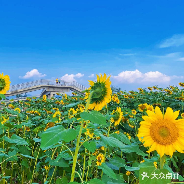 比姚明高的向日葵🌻花海