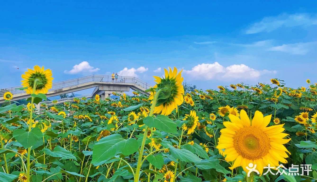 比姚明高的向日葵🌻花海
