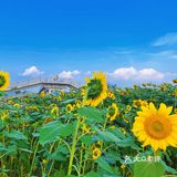 比姚明高的向日葵🌻花海