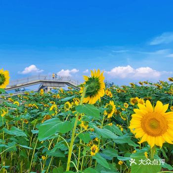 由于5点下班的早 就想去打卡向日葵 踩踩点，还不错