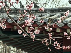 -桃花堤公园