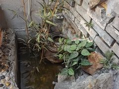 -阿灶卤煮老店·姜母鸭(五店市总店)