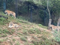 -大连森林动物园