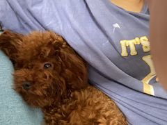 -翊宠yipet猫狗购宠庄园犬舍•猫舍