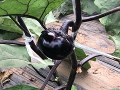 茄子棚-庞各庄翠芳园西瓜蔬菜基地采摘园