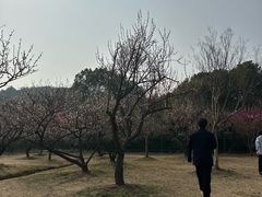 -香雪海