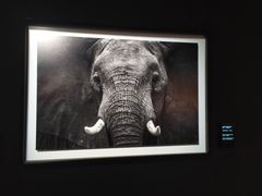 -罗红摄影艺术馆