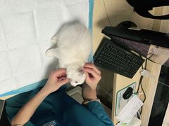 -安安宠医·安宠宠物医院