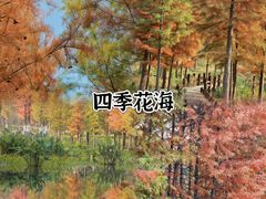 -合肥滨湖国家森林公园