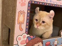 -猫腻·猫咖·撸猫馆(星光大道店)