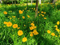 -合肥滨湖国家森林公园