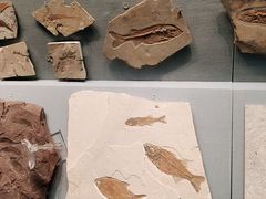 -湖南省地质博物馆