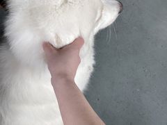-阿尔法海鲜排档(爱琴海店)