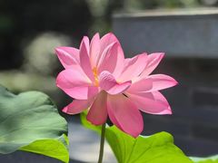 -花锦堂·隐庐