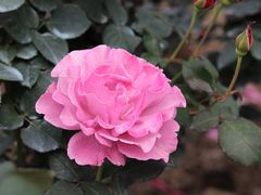 -人民公园(罗湖区)