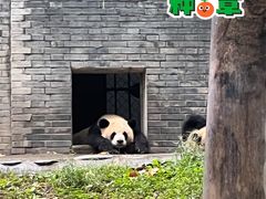 -都江堰中华大熊猫苑