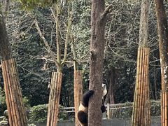 -中国大熊猫保护研究中心雅安碧峰峡基地