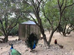 -泉州海丝野生动物世界